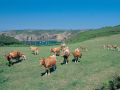 Sark Dairy Cows