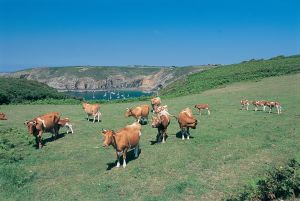 Sark Dairy Cows